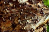 Attēlu rezultāti vaicājumam “Lamproderma violaceum”