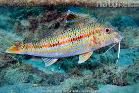 Image result for Mullus surmuletus