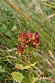 Attēlu rezultāti vaicājumam “Hypericum maculatum flower”