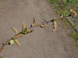 Attēlu rezultāti vaicājumam “Betula nana”