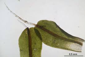 Attēlu rezultāti vaicājumam “Syntrichia virescens”