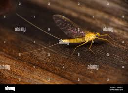 Attēlu rezultāti vaicājumam “Heptagenia sulphurea female”