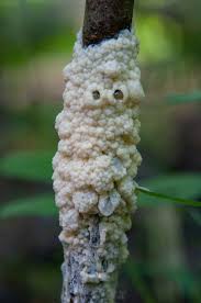 Attēlu rezultāti vaicājumam “Didymium spongiosum spores”