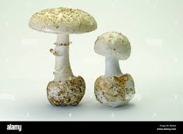 Attēlu rezultāti vaicājumam “Amanita citrina”