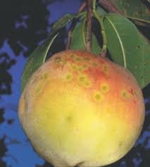 Attēlu rezultāti vaicājumam “Tranzschelia pruni-spinosae spores”