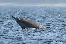 Image result for Mesoplodon bidens