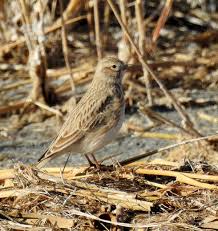 Image result for Calandrella rufescens