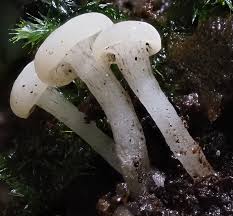 Attēlu rezultāti vaicājumam “Cudoniella acicularis”