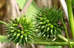 Attēlu rezultāti vaicājumam “Sparganium erectum aggr. leaf”