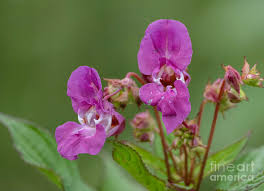 Attēlu rezultāti vaicājumam “Impatiens glandulifera leaf”