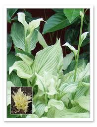 Image result for Hosta White Feather