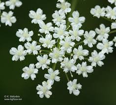 Image result for Pimpinella saxifraga
