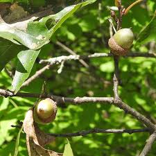 Attēlu rezultāti vaicājumam “Quercus rubra fruit”