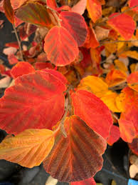 Attēlu rezultāti vaicājumam “Hamamelis vernalis leaf”