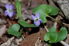 Attēlu rezultāti vaicājumam “Viola collina”