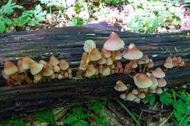 Attēlu rezultāti vaicājumam “Mycena renati”