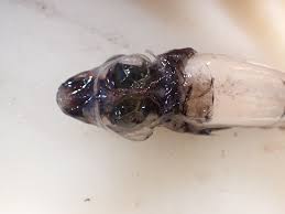 Attēlu rezultāti vaicājumam “Microstoma protracta”