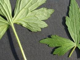 Attēlu rezultāti vaicājumam “Ranunculus acris leaf”
