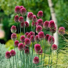 Attēlu rezultāti vaicājumam “Allium oleraceum flower”