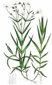 Attēlu rezultāti vaicājumam “Stellaria holostea fruit”