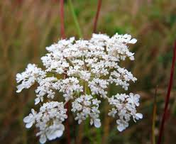 Attēlu rezultāti vaicājumam “Carum carvi flower”