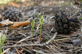 Attēlu rezultāti vaicājumam “Pinus sylvestris var. turfosa”