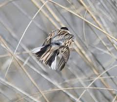 Image result for Emberiza pallasi