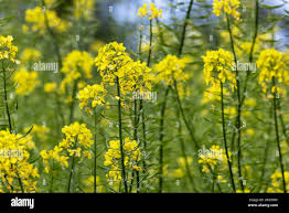 Attēlu rezultāti vaicājumam “Sinapis alba flower”