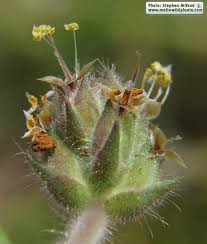 Attēlu rezultāti vaicājumam “Plantago media bud”