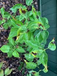 Attēlu rezultāti vaicājumam “Syringa vulgaris fruit”