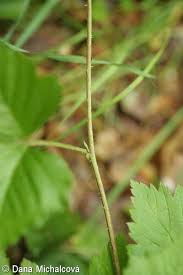 Attēlu rezultāti vaicājumam “Rubus saxatilis leaf”