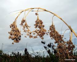 Attēlu rezultāti vaicājumam “Cladium mariscus fruit”