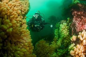 Image result for Stortford Divers