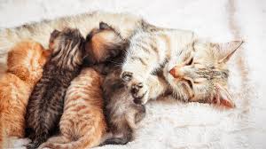 Afbeeldingsresultaat voor katten