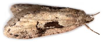 Attēlu rezultāti vaicājumam “Semioscopis steinkellneriana”