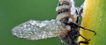 Attēlu rezultāti vaicājumam “Entomophthora”