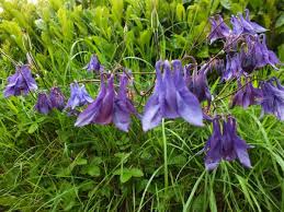 Image result for Aquilegia vulgaris