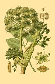 Attēlu rezultāti vaicājumam “Angelica archangelica”