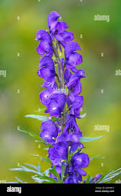 Image result for Eisenhut