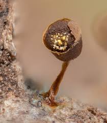 Attēlu rezultāti vaicājumam “Craterium aureum”