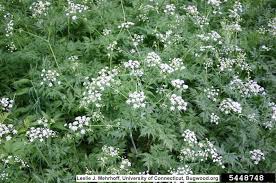Attēlu rezultāti vaicājumam “Anthriscus sylvestris bud”
