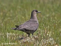 Attēlu rezultāti vaicājumam “Stercorarius parasiticus”