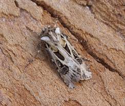 Attēlu rezultāti vaicājumam “Agrotis vestigialis”