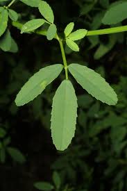 Attēlu rezultāti vaicājumam “Melilotus albus”