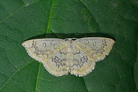 Attēlu rezultāti vaicājumam “Cyclophora annularia”