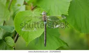 Attēlu rezultāti vaicājumam “Sympetrum vulgatum female”