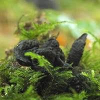 Attēlu rezultāti vaicājumam “Xylaria longipes”