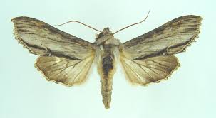 Attēlu rezultāti vaicājumam “Shargacucullia scrophulariae larva”