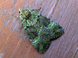 Attēlu rezultāti vaicājumam “Anaplectoides prasina”