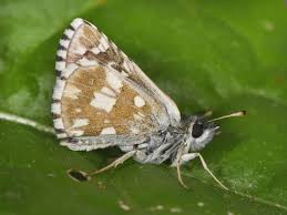 Attēlu rezultāti vaicājumam “Pyrgus serratulae”